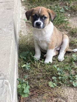 Oddam szczeniaki w dobre ręce