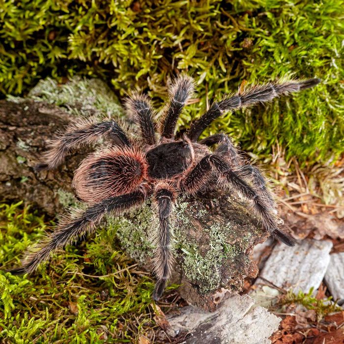 Ptasznik olbrzymi - Lasiodora parahybana - Kudłatka olbrzymia