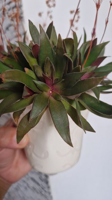 Пропоную сукулент Крассула розулярис,Пеперомія Глабелла