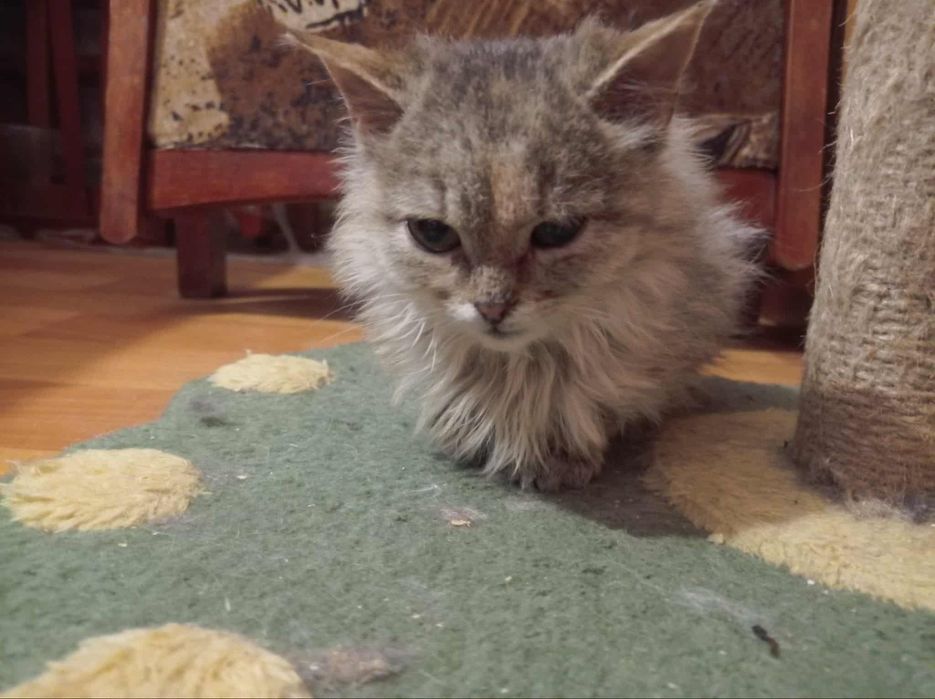 Суми. Кошеня. Шукає родину маленька принцеса