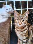 Gatinhos para adoção