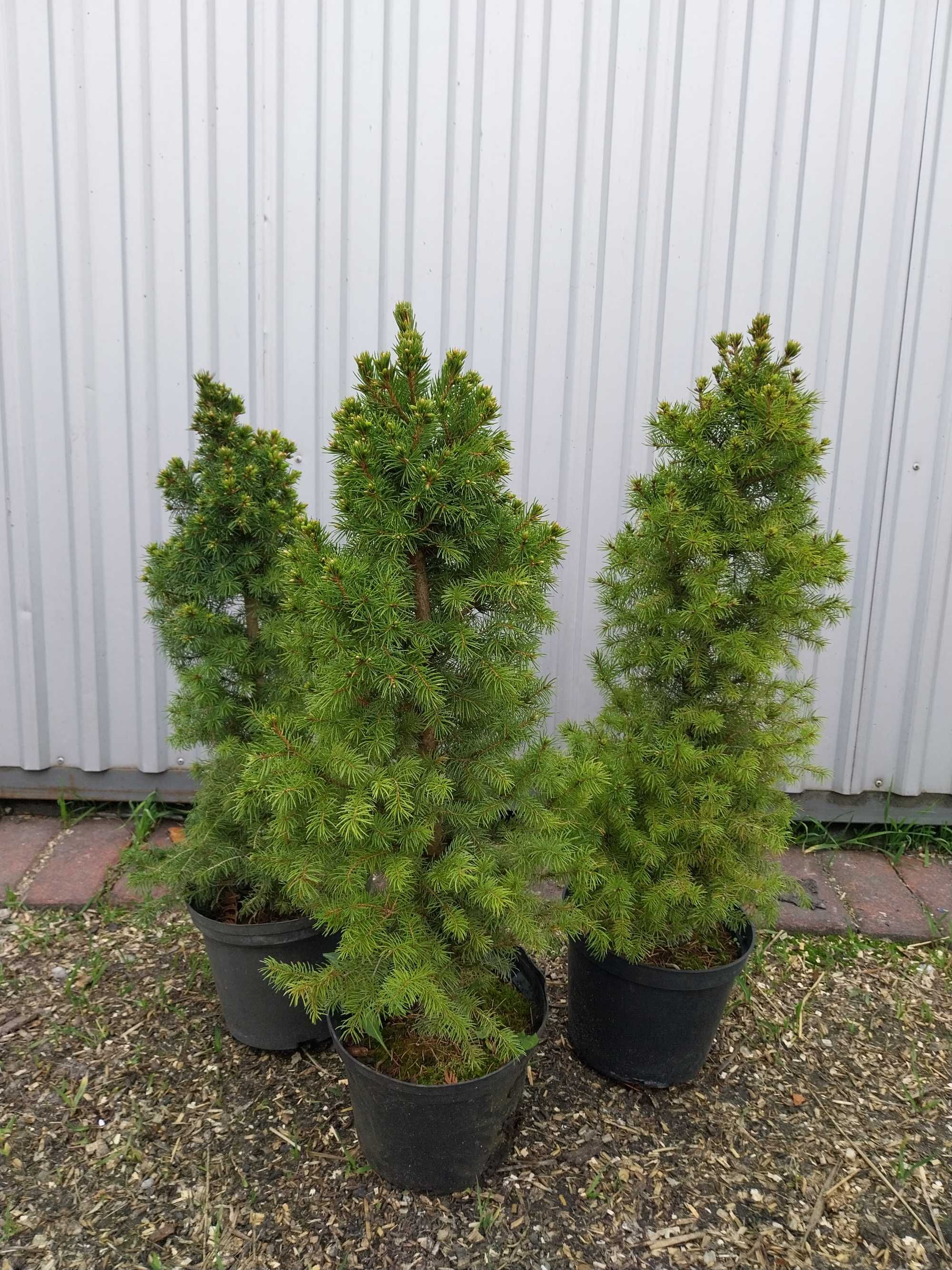 Świerk Picea 'Conica'