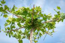 Platan klonolistny PARASOL/ Platanus ×hispanica PARASOL/ TOPIAR/