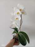 Biały Phalaenopsis