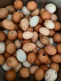Ovos de Peru e patos mudos Galados