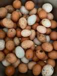 Ovos e crias de  Peru, galinha de angora e patos mudos Galados