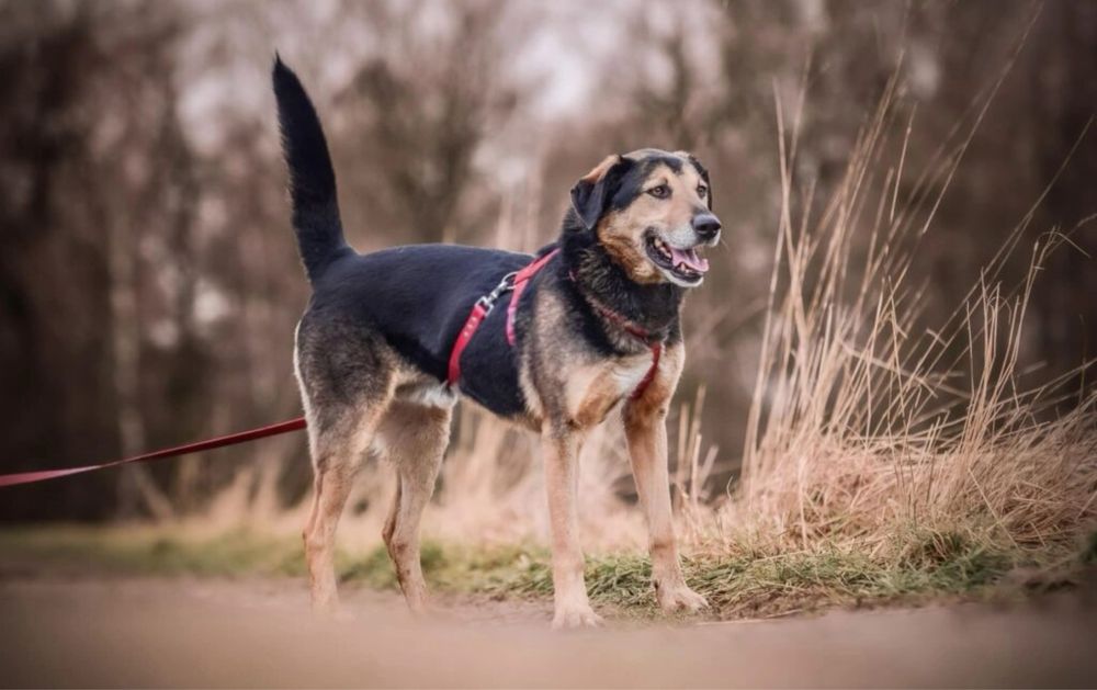 Oskar- psiak który kocha całym sercem szuka domu