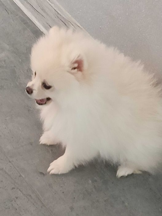 Szpic miniaturowy pomeranian