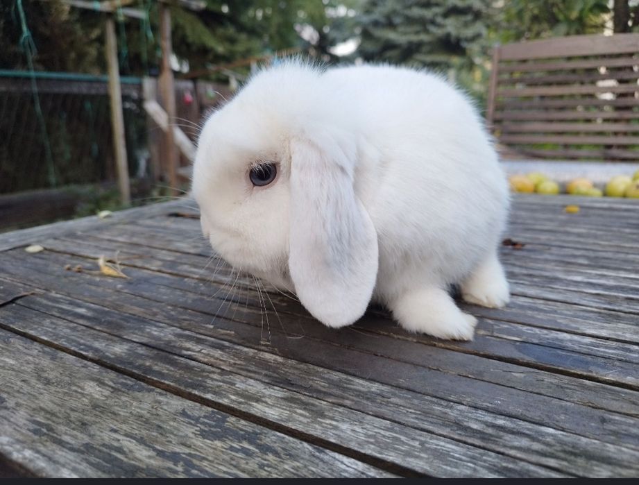 Króliczek mini lop +(niebieskooka samiczka  z rodow