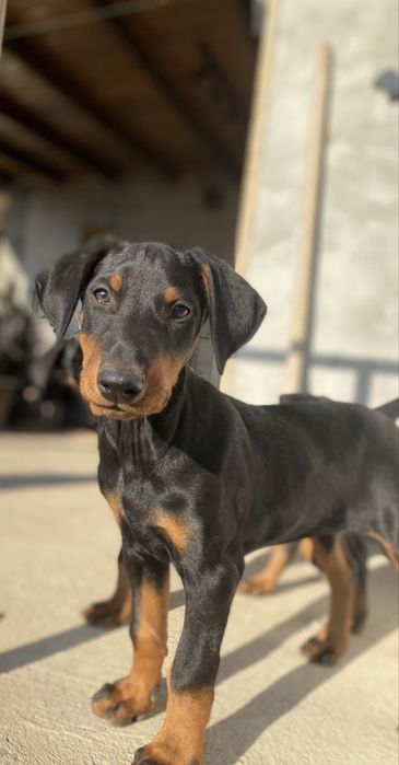 Цуценята Добермана хлопчик