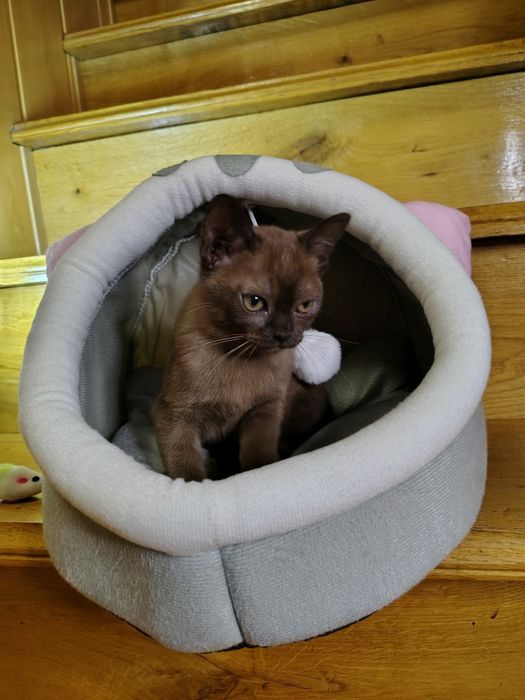 Бурма Европейская дівчата