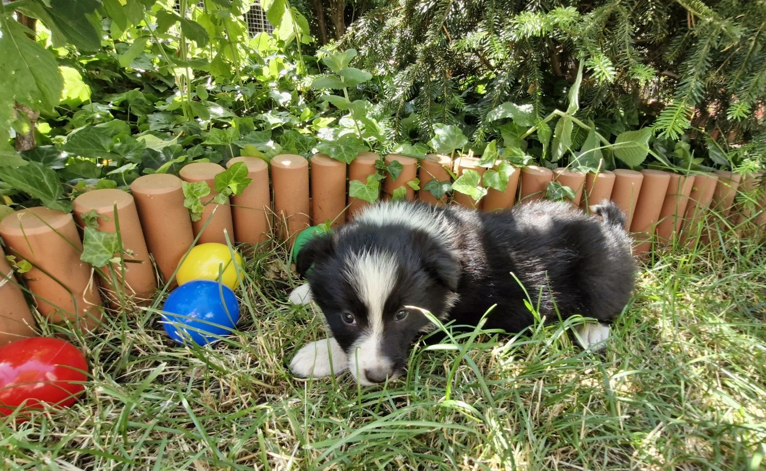 Border Collie piesek czarno biały