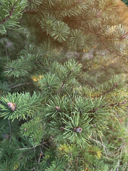 Stroisz sosna wymowa jak kosodrzewina