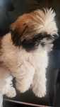 Shih tzu piesek gotowy Paszport