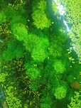 Limnophila piękne długie sadzonki roślina akwariowa