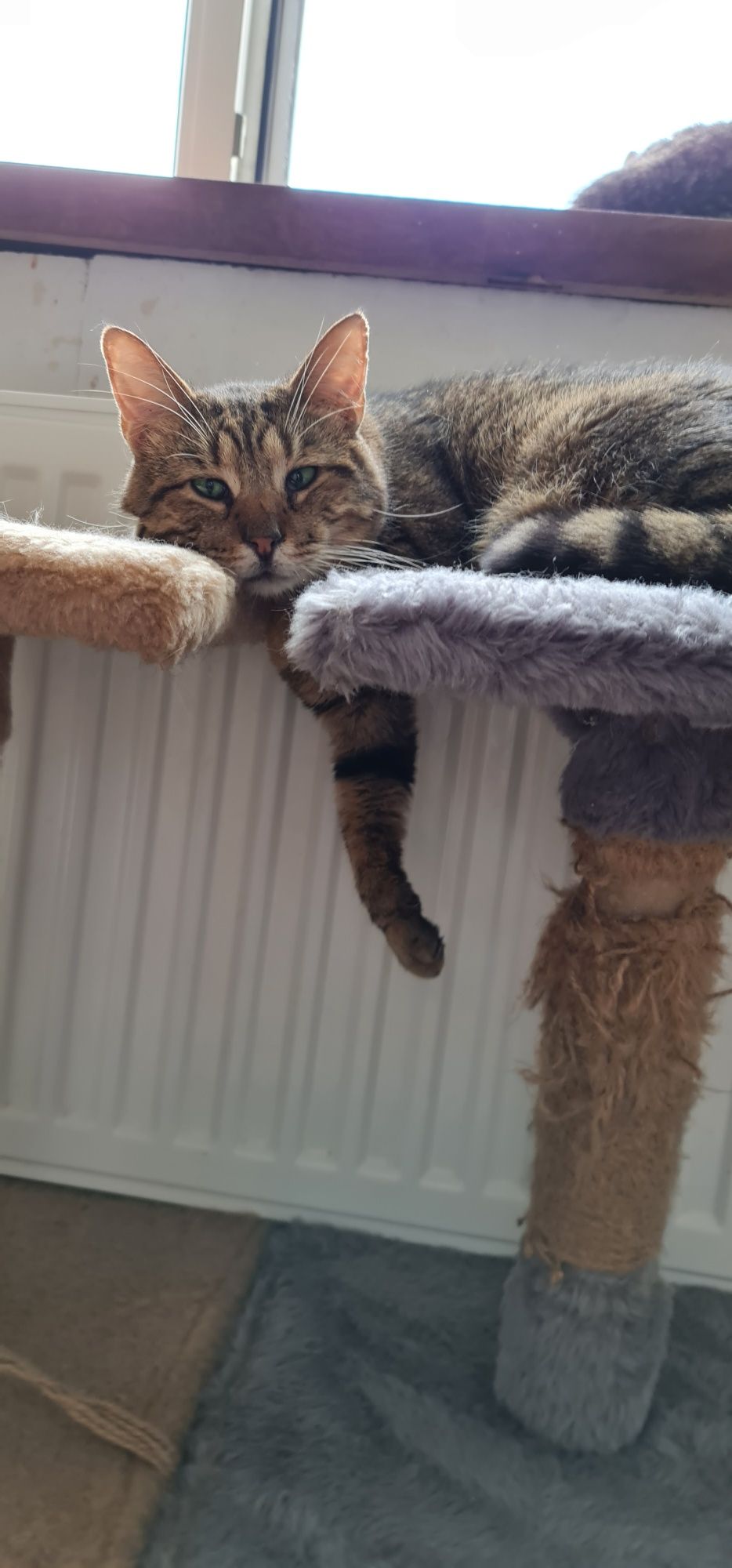 Смугастий котик коричневий таббі