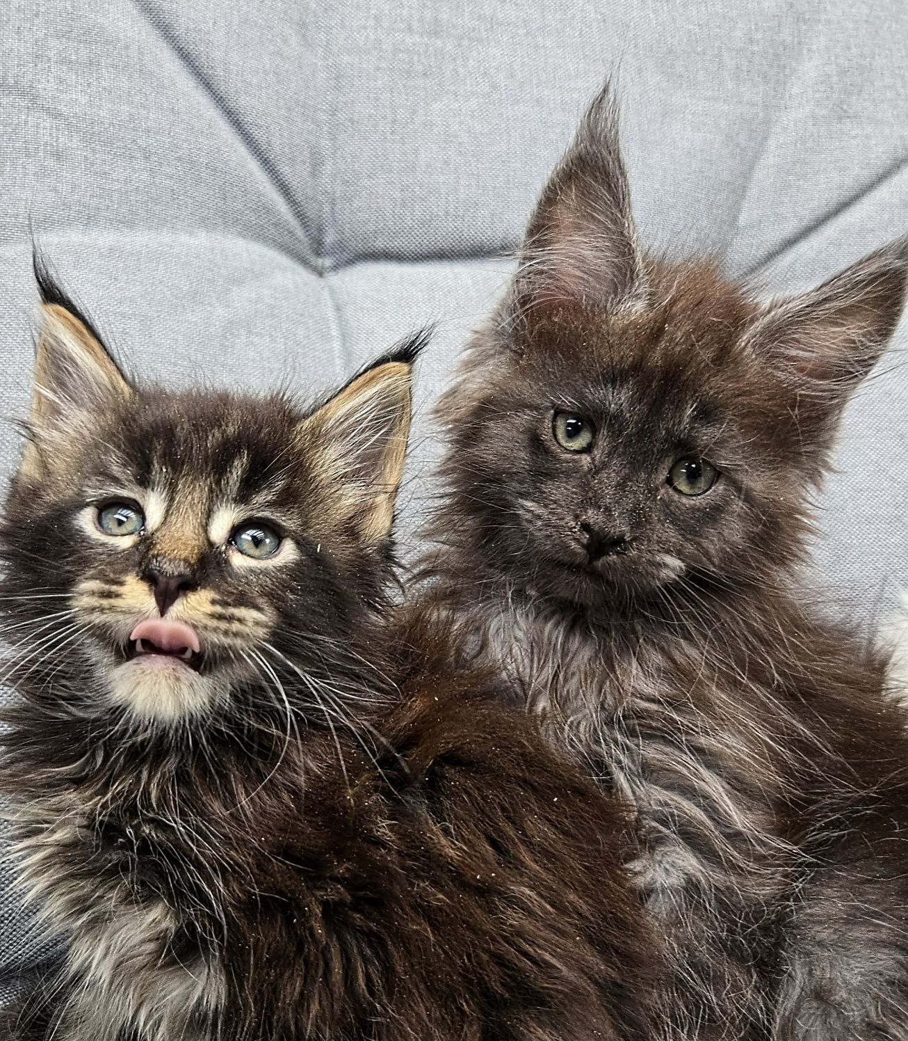 Mainecoon Coon Kocurek Felis Polonia