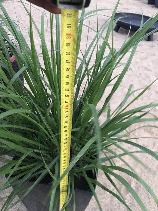 Dorodne Trawy ozdobne w  donicy krótko  przed kwitnięciem