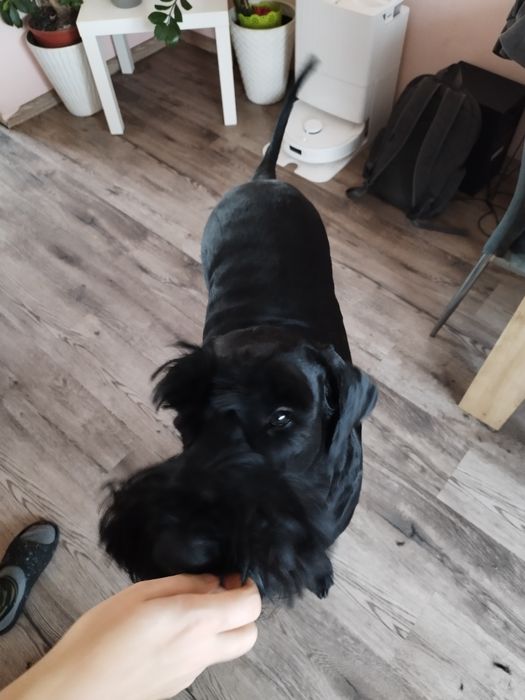 Groomer, psi fryzjer