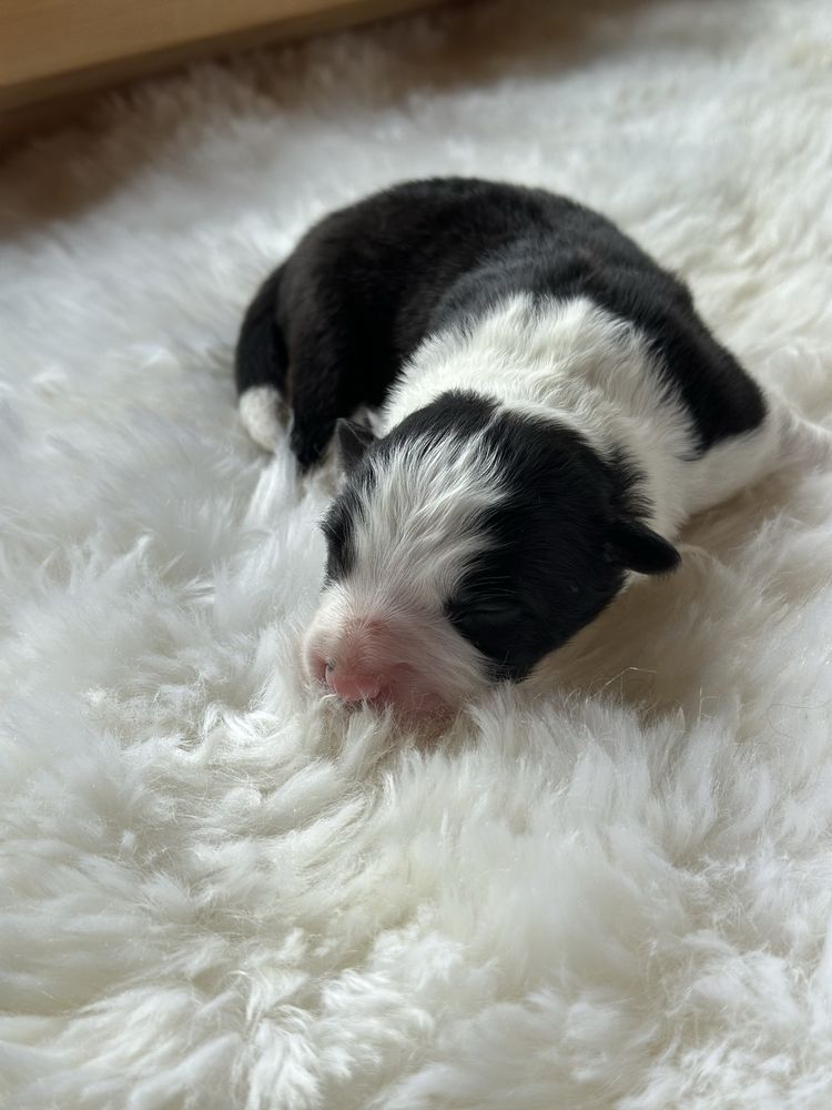 Cudny piesek border collie ZKwP FCI po MŁ.CHPL