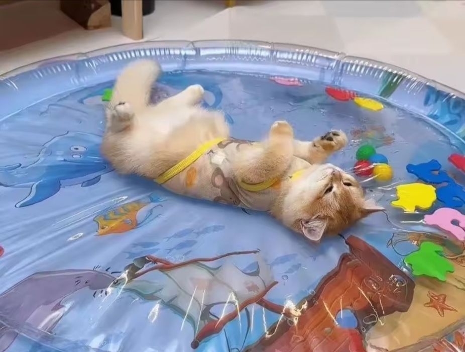 Tapete Ginásio piscina Aquário Oceano para Gato
