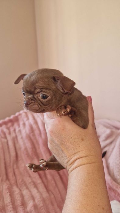 Chihuahua suczka maleńka do odbioru czekoladowa