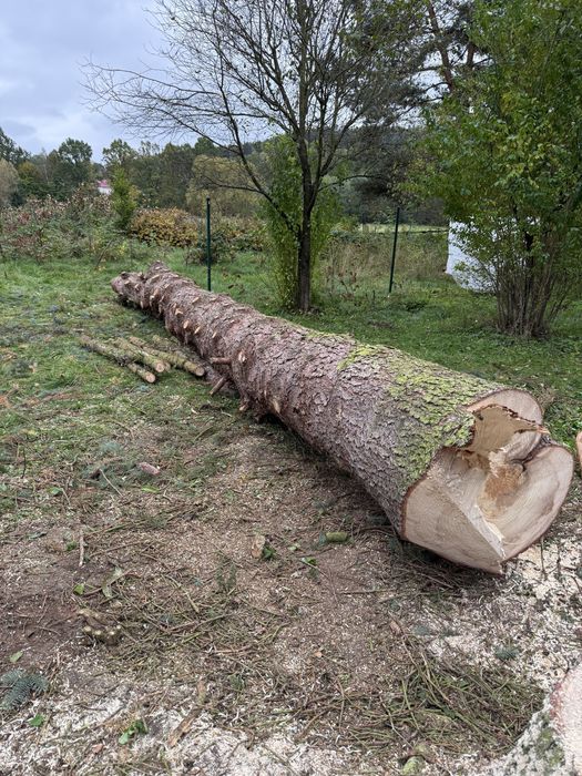 Świerk kłoda tartaczna na deski