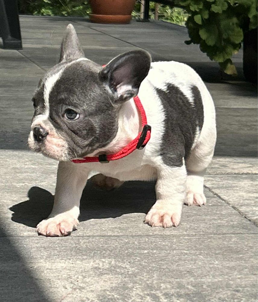 Buldog Francuski