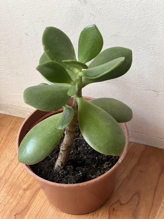 Грошове дерево або толстянка