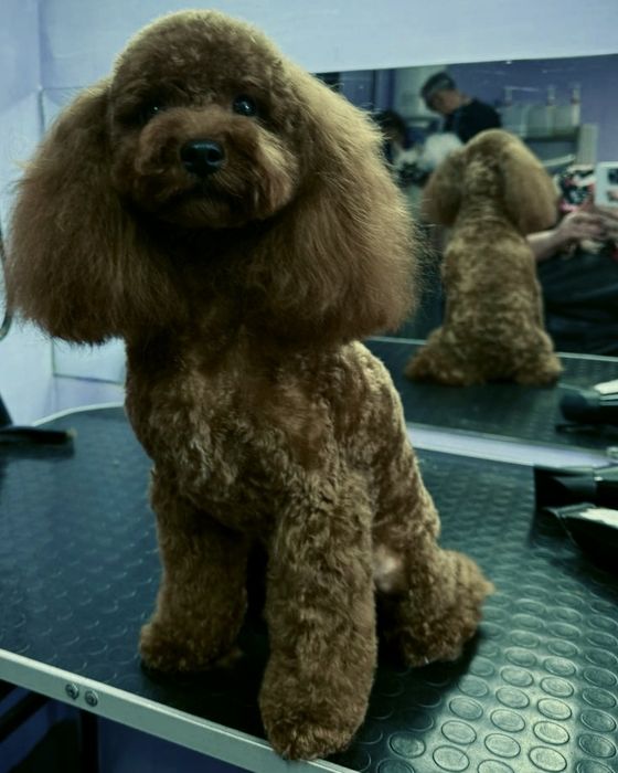 Хлопчик,Пуделя , Тойпуделя, Ретбраун.