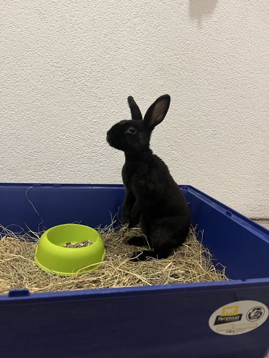 Oddam Króliczka w dobre ręce