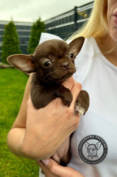 Chihuahua suczka czekoladowa