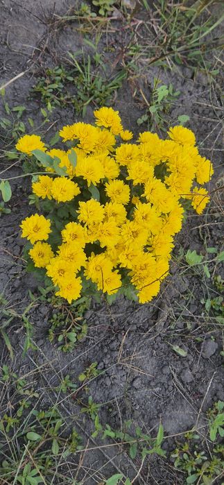 Хризантеми мультифлора