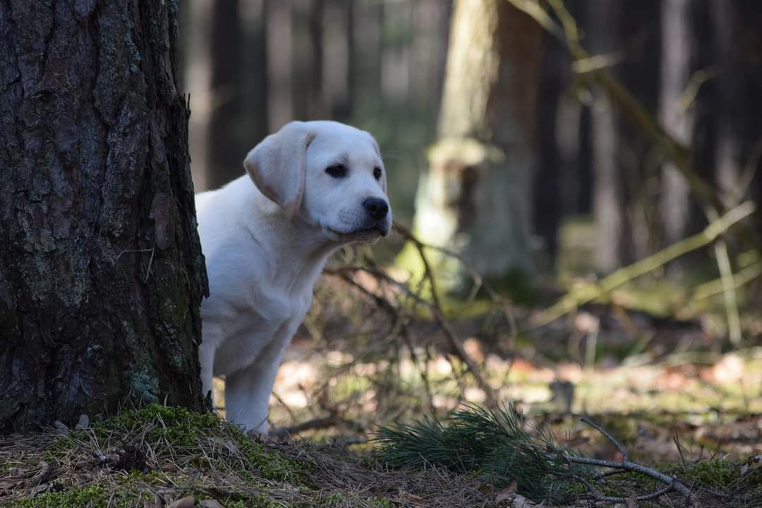 Labrador Retriever chłopiec ZkwP FCI