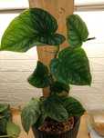 Monstera Dubia pedowki