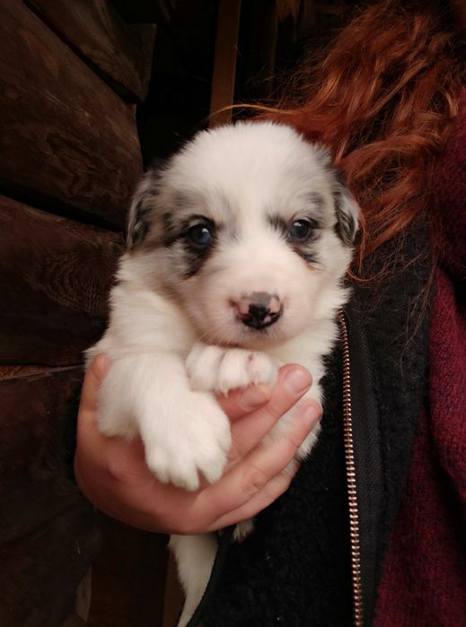 Piesek Border Collie