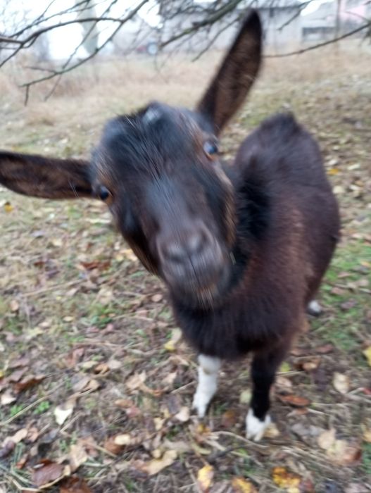 Срочно продам козочок