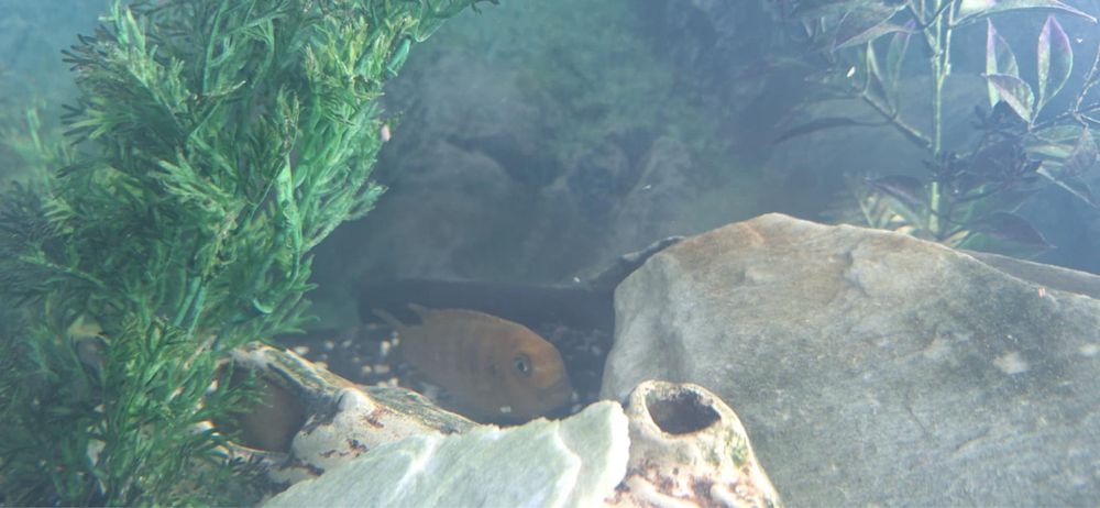 Akwarium 300l z rybami
