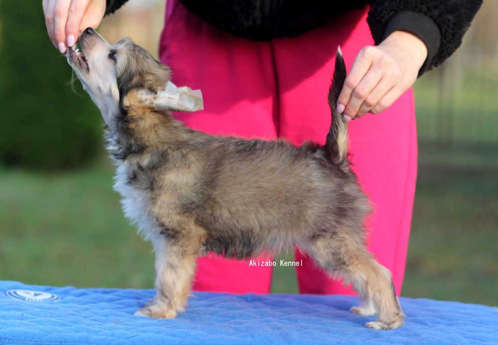 Suczka chiński grzywacz ZKwP FCI Akizabo