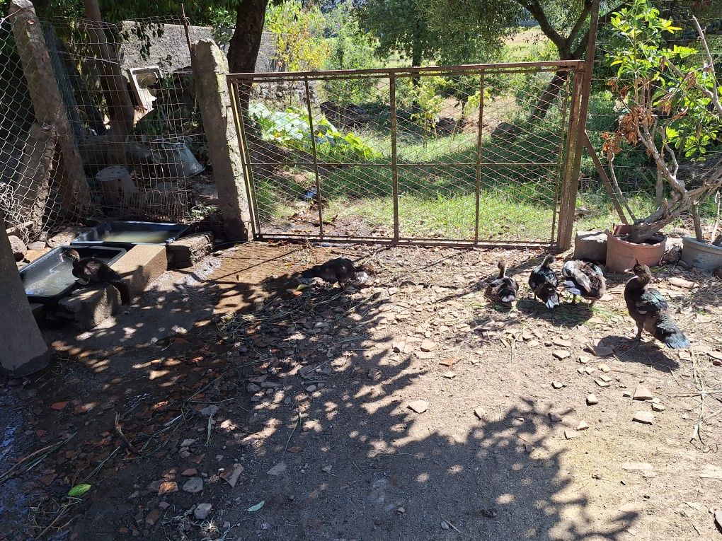 Patos mudos novos