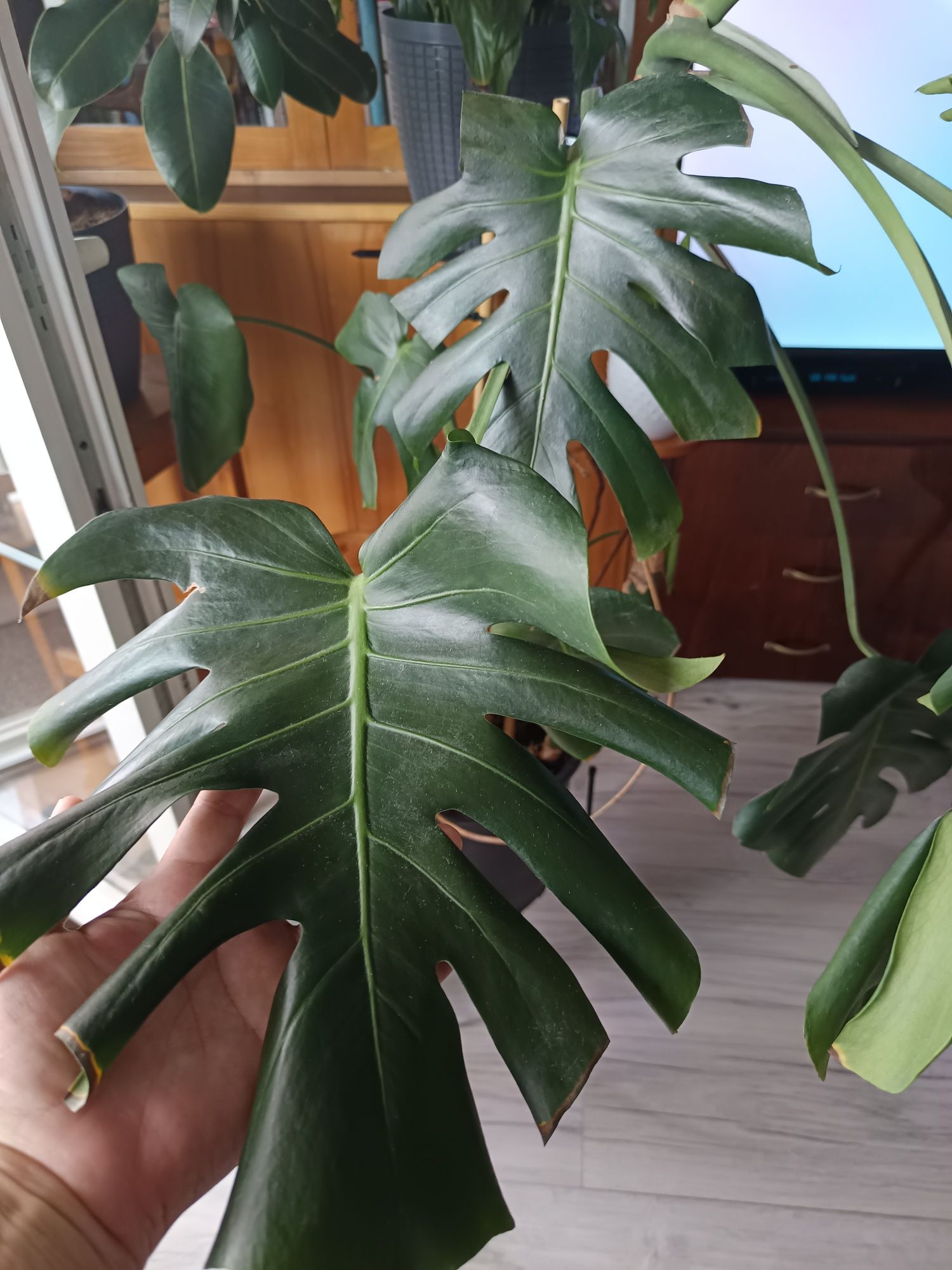Monstera duża z doniczką