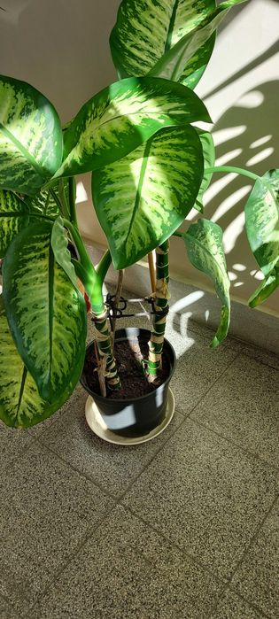 diffenbachia kwiat pokojowy