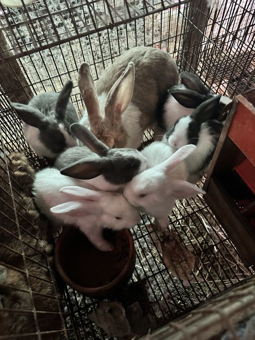 Coellha mais 6 coelhos
