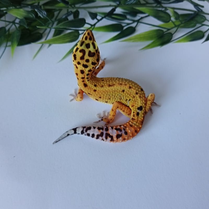 Gekon Lamparci Bold Stripe Tangerine nr ref. EM259