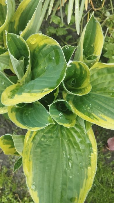 Продам гарні хости