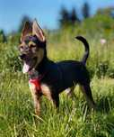 NORA - 4 miesięczna śliczna sunia w typie MINI owczarka do adopcji