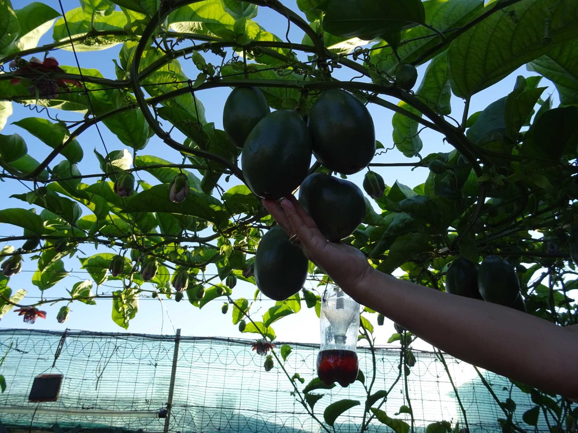 plantas de maracuja  alata amarelo gigante