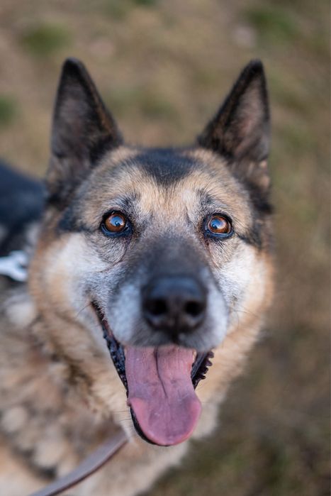 Misia - seniorka o wielkim sercu szuka domu