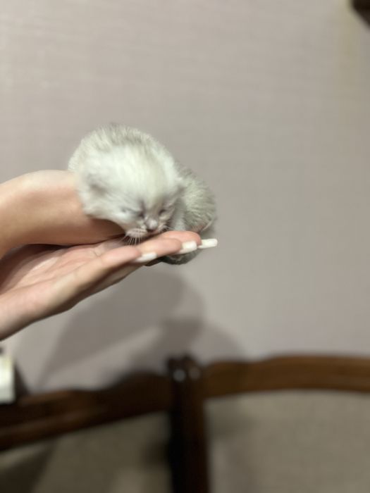 Кошеня британське хлопчик