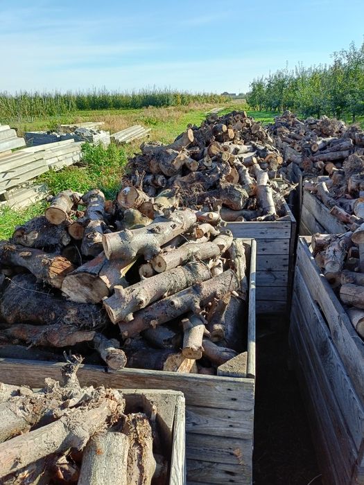 Drzewo opałowe suche do kominka